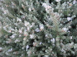 Westringia fruticosa 'Smokey' - detail 